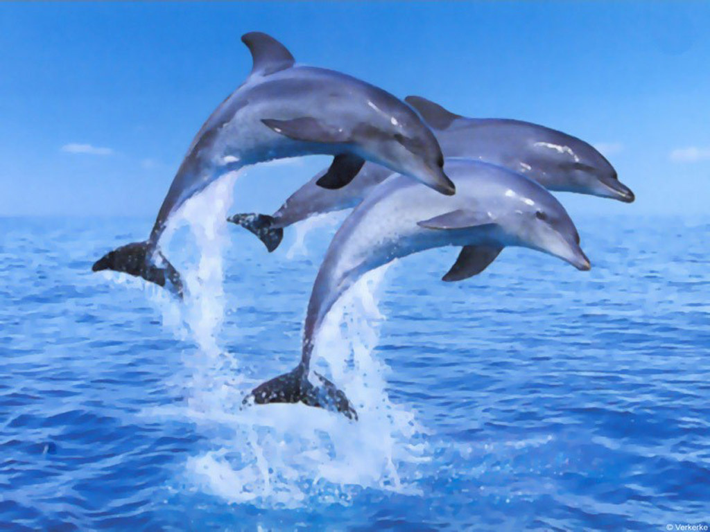 Delfin5