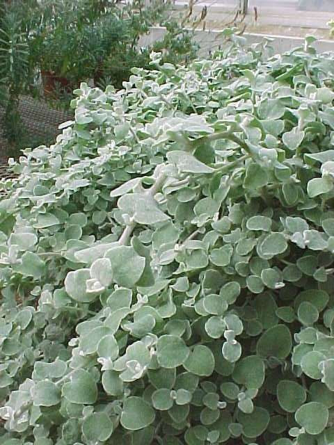 helichrysum petiolare