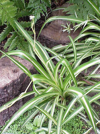 chlorophytum comosum variegatum