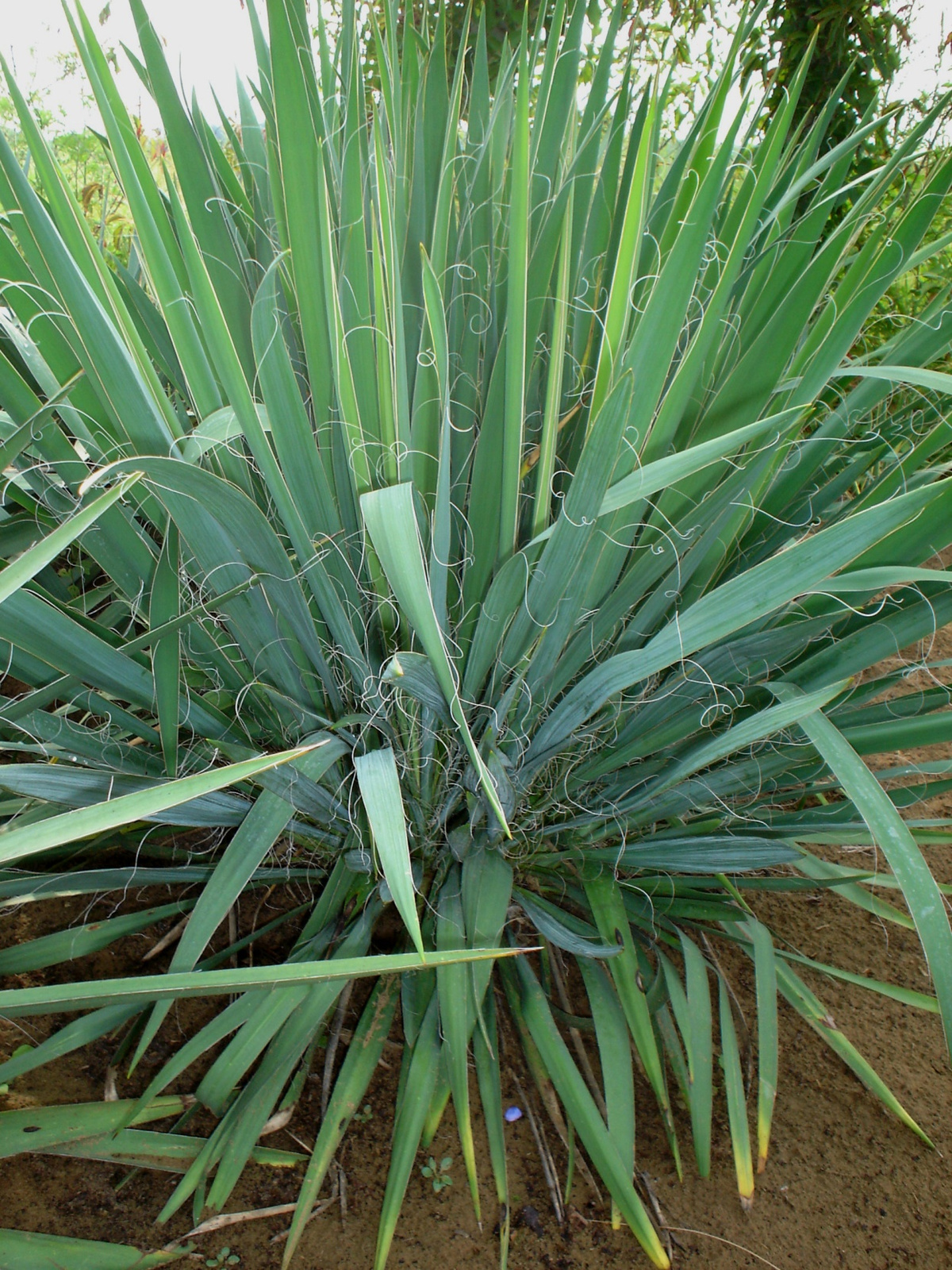 Yucca filamentosa