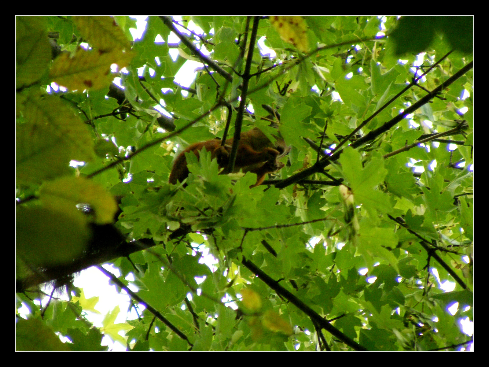 parkőr | schönbrunn.