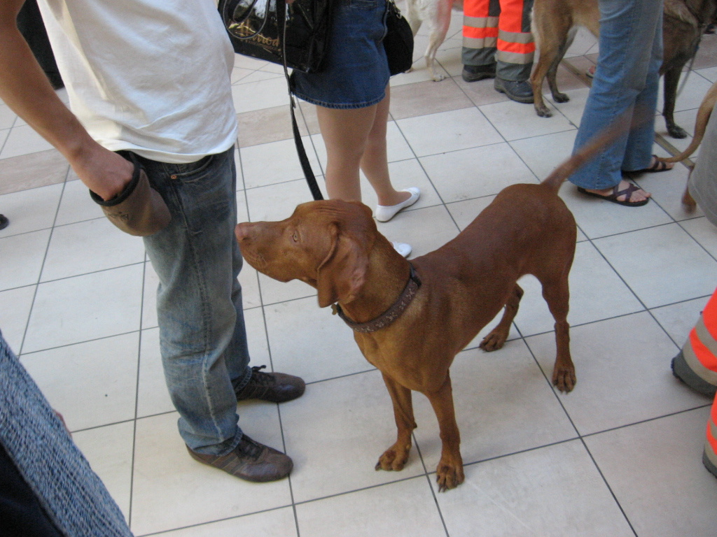 IMG 3865 Civil vizsla