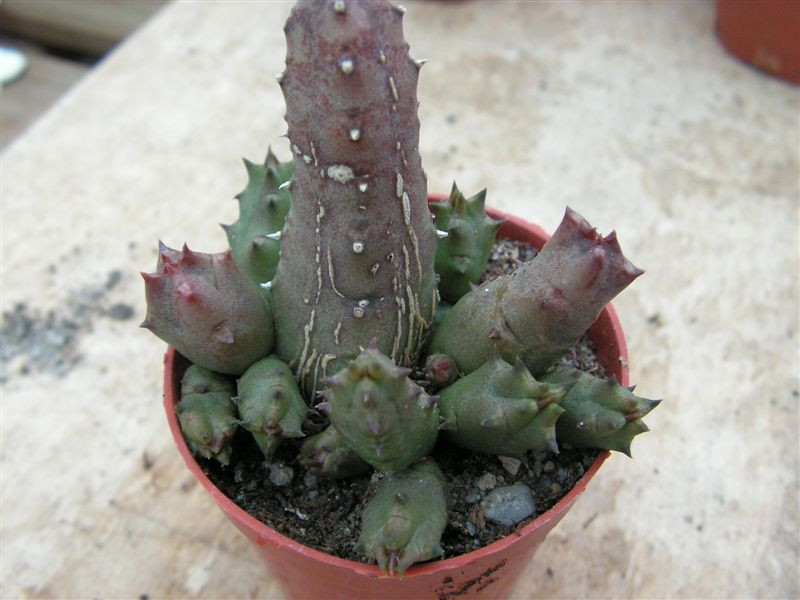 Huernia barbata