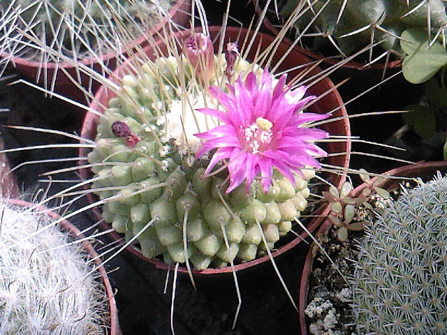 Mammillaria spinossisima