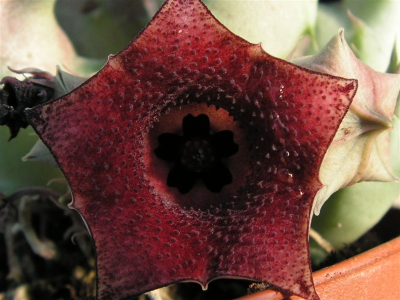 Huernia macrocarpa