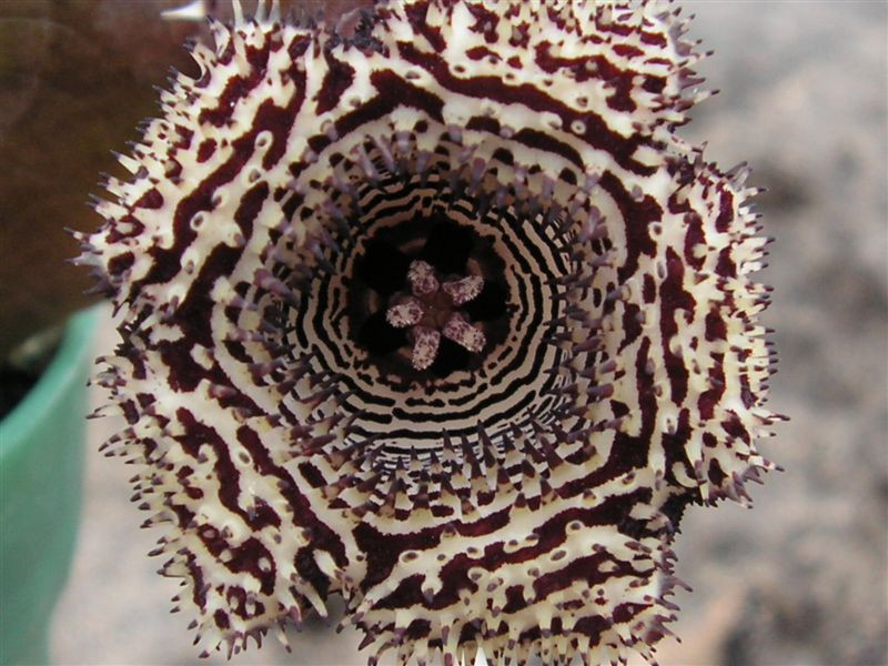 Huernia transvaalensis