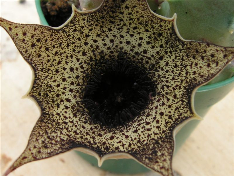 Huernia campanulata