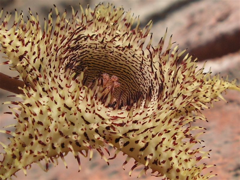 Huernia hystrix v. nova