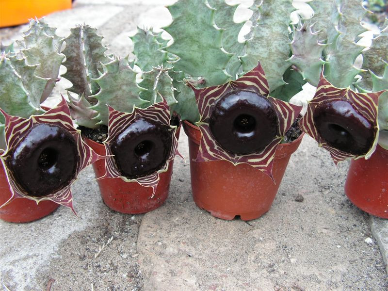 Huernia zebrina v. magniflora