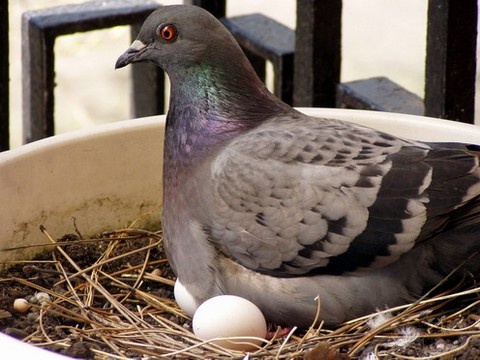 2006.04.08. Hogy ti milyen gyönyörű madárkák lesztek !