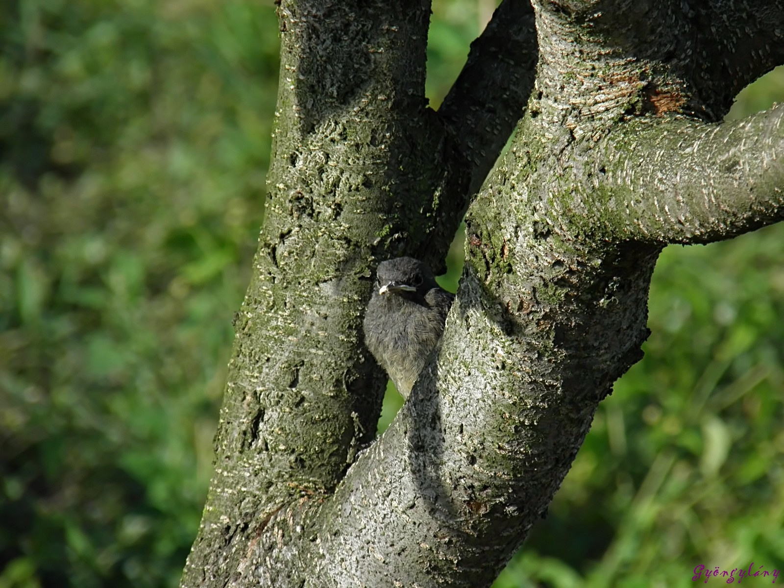 a kis rozsdi fióka a fán várja anyukáját
